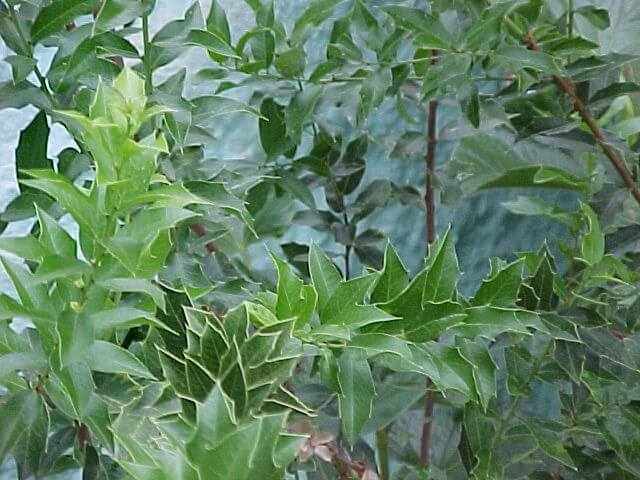 Cangorosa-Maytenus_ilicifolia